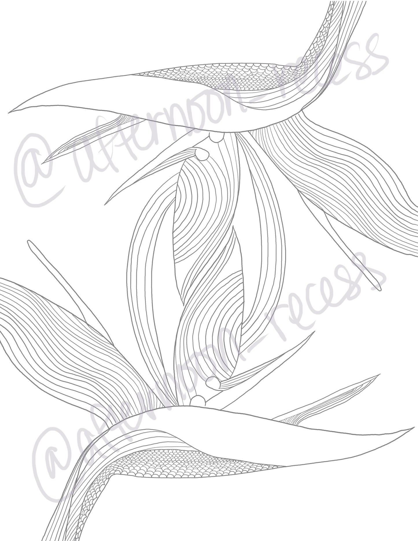 Birds of Paradise Coloring Page